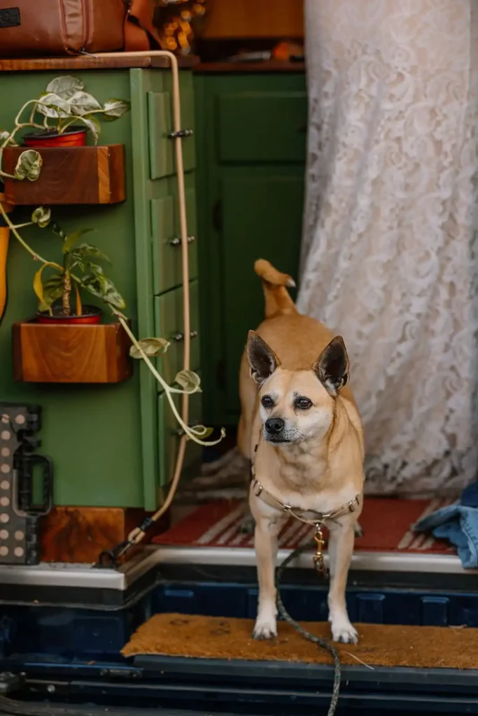 Dog interacting naturally on an elopement day